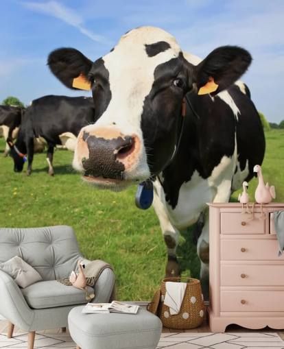 Close Up of Cows Face Wallpaper Close Up of Cows Face Wallpaper