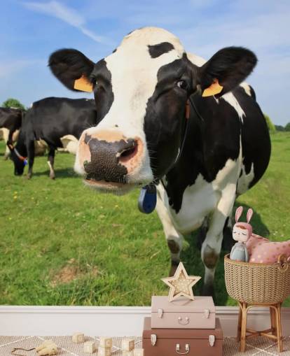 Close Up of Cows Face Wallpaper