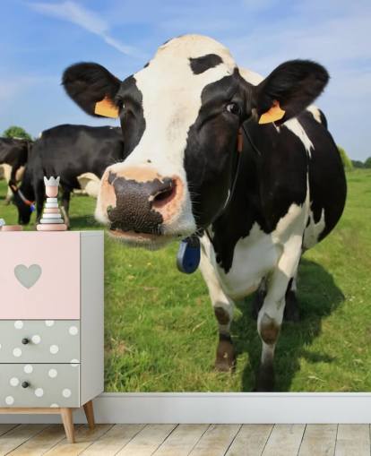 Papel de Parede de Rosto de Vacas