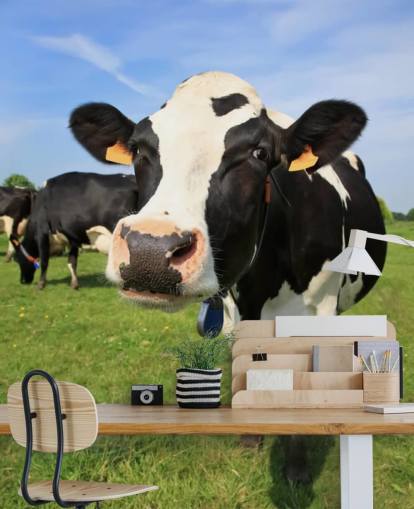 Close Up of Cows Face Wallpaper