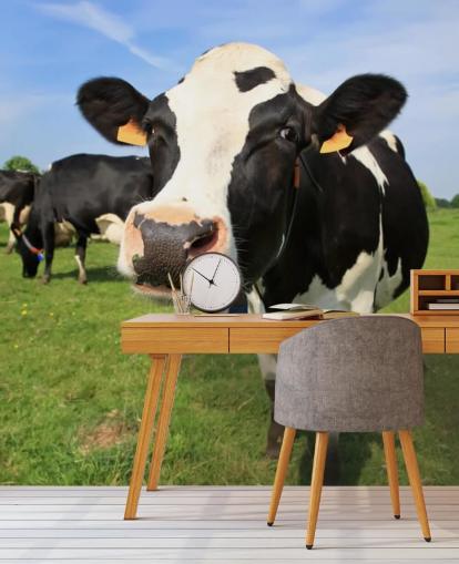 Close Up of Cows Face Wallpaper