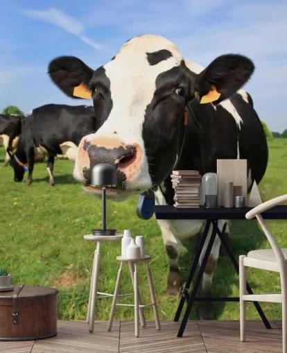 Fondo de pantalla de cara de vaca Fondo de pantalla de cara de vaca