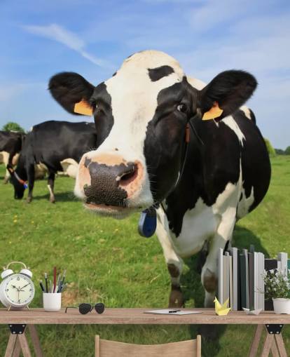 Fondo de pantalla de cara de vaca