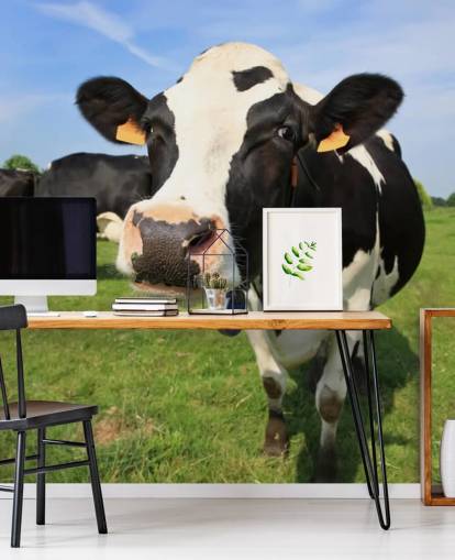 Fond d'écran Gros plan sur le visage des vaches Fond d'écran Gros plan sur le visage des vaches