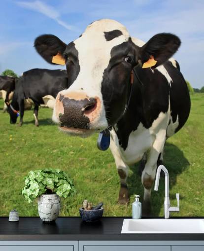 Close Up of Cows Face Wallpaper