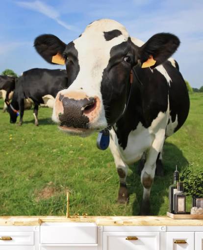 Close Up of Cows Face Wallpaper