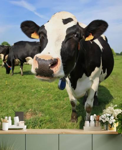 Papel de Parede de Rosto de Vacas