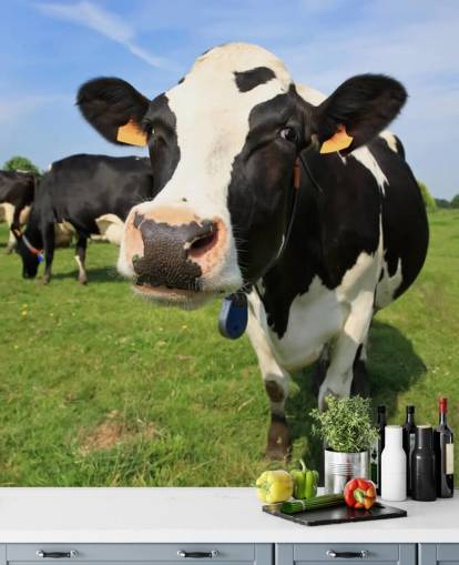 Fondo de pantalla de cara de vaca Fondo de pantalla de cara de vaca