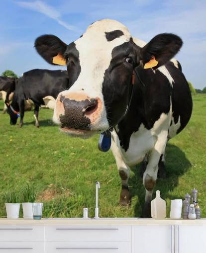 Close Up of Cows Face Wallpaper Close Up of Cows Face Wallpaper