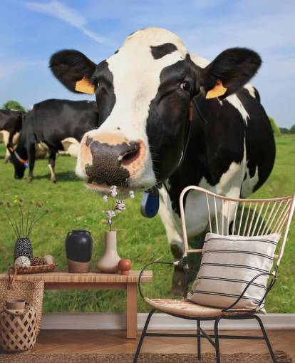 Close Up of Cows Face Wallpaper