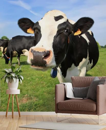 Carta da parati per il viso di mucche