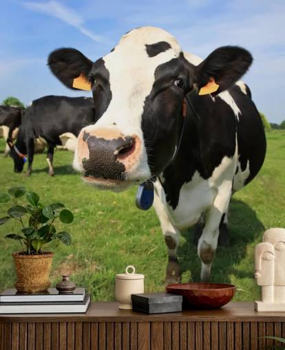 Close Up of Cows Face Wallpaper