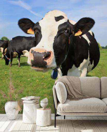 Fond d'écran Gros plan sur le visage des vaches Fond d'écran Gros plan sur le visage des vaches