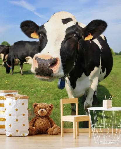 Nærbillede af køer ansigt tapet