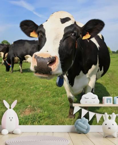 Fondo de pantalla de cara de vaca Fondo de pantalla de cara de vaca