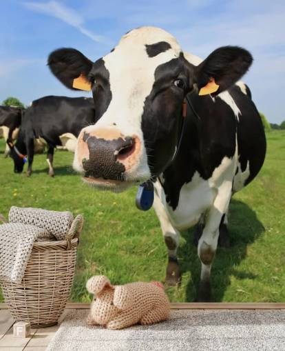 Fondo de pantalla de cara de vaca