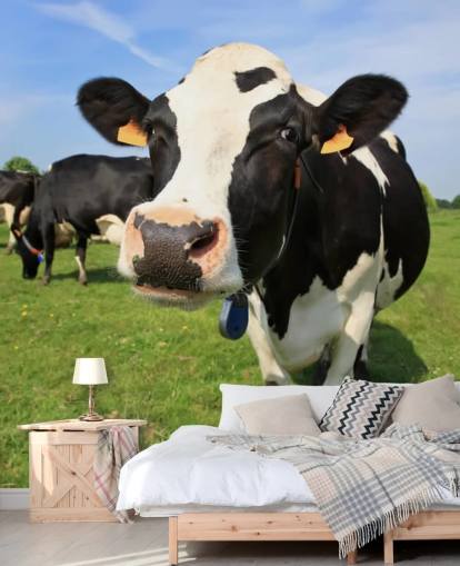 Fondo de pantalla de cara de vaca