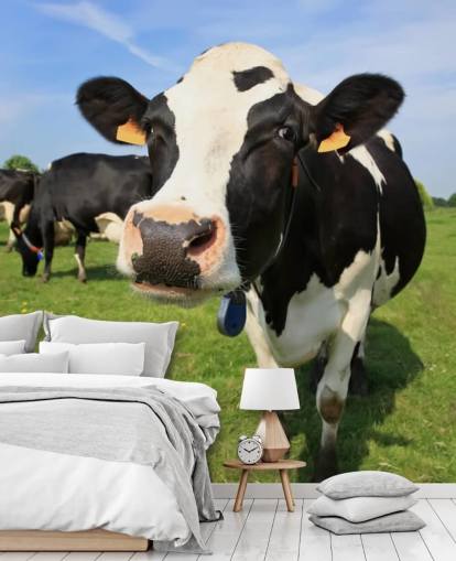 Close Up of Cows Face Wallpaper