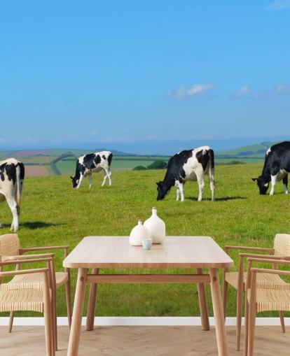 Papier peint vaches laitières Devon sur le terrain