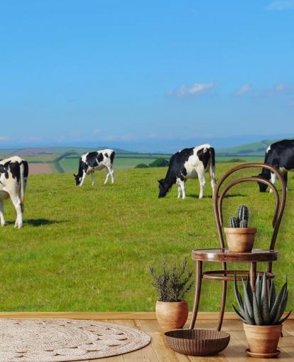 Dairy Devon Cows in Field Wallpaper Dairy Devon Cows in Field Wallpaper