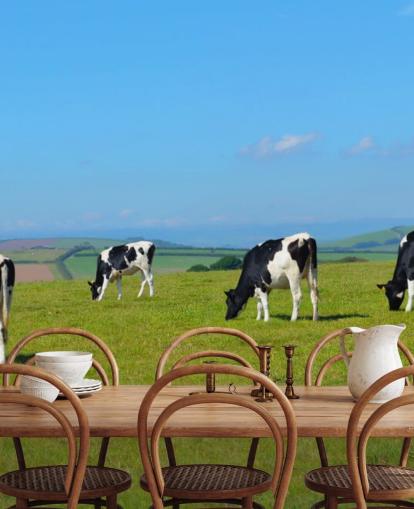 Papier peint vaches laitières Devon sur le terrain