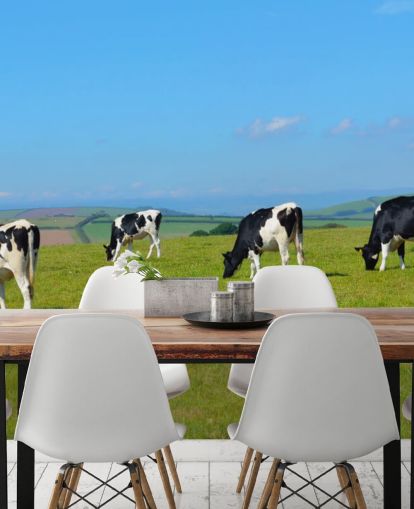 Dairy Devon Cows in Field Wallpaper