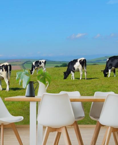 Dairy Devon Cows in Field Fondo de pantalla