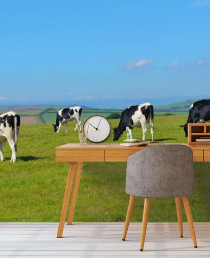 Dairy Devon Cows in Field Fondo de pantalla