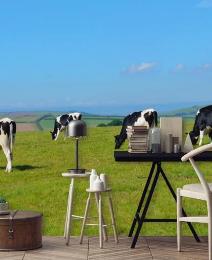 Dairy Devon Cows in Field Wallpaper Dairy Devon Cows in Field Wallpaper