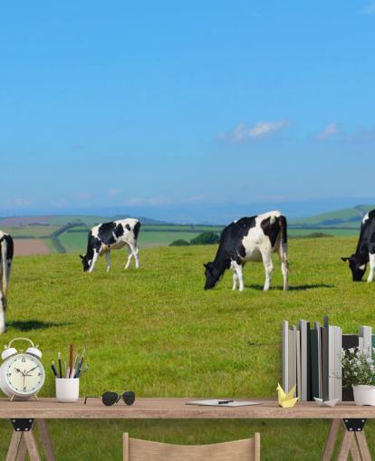 Papier peint vaches laitières Devon sur le terrain