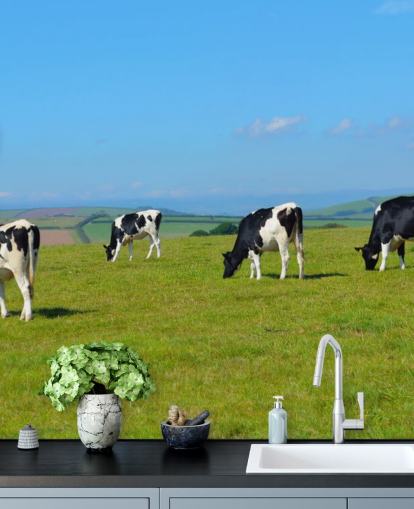 Dairy Devon Cows in Field Fondo de pantalla Dairy Devon Cows in Field Fondo de pantalla