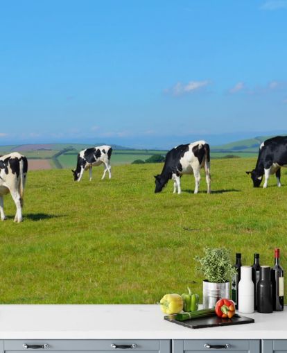 Papel de parede Dairy Devon Cows in Field