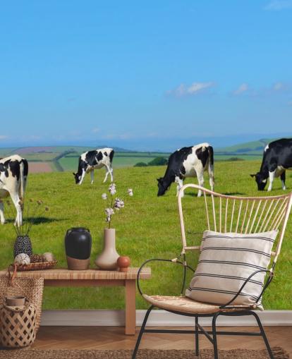 Papier peint vaches laitières Devon sur le terrain