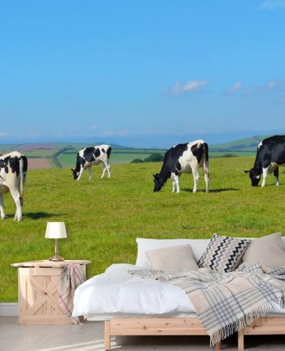 Dairy Devon Cows in Field Fondo de pantalla Dairy Devon Cows in Field Fondo de pantalla