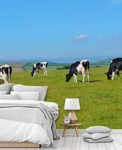 Papel de parede Dairy Devon Cows in Field