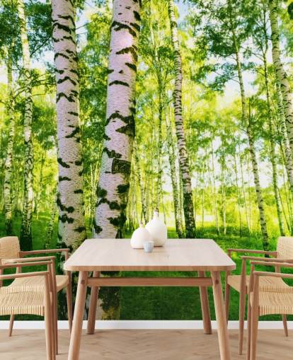 Silver Birch Bakgrund