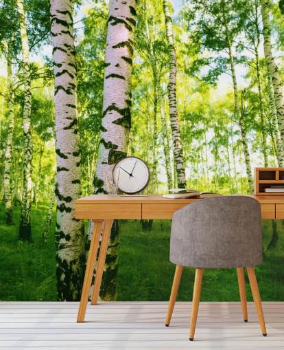 Silver Birch Wallpaper Silver Birch Wallpaper