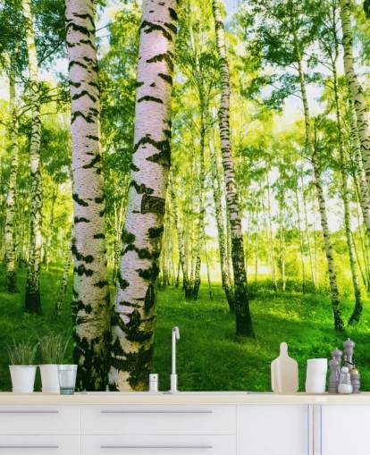 Silver Birch Wallpaper