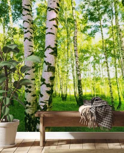 Silver Birch Wallpaper