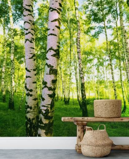 Silver Birch Bakgrund