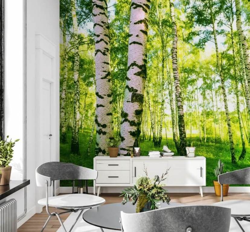 Birch Tree Wallpaper & Wall Murals | Wallsauce UK