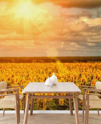Sonnenblumen in einem Feld bei Sonnenaufgang Fototapete