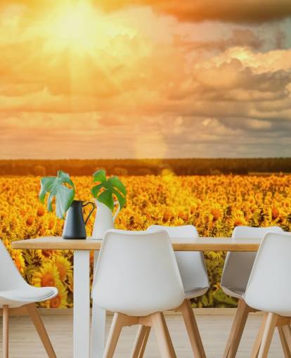 Sonnenblumen in einem Feld bei Sonnenaufgang Fototapete Sonnenblumen in einem Feld bei Sonnenaufgang Fototapete