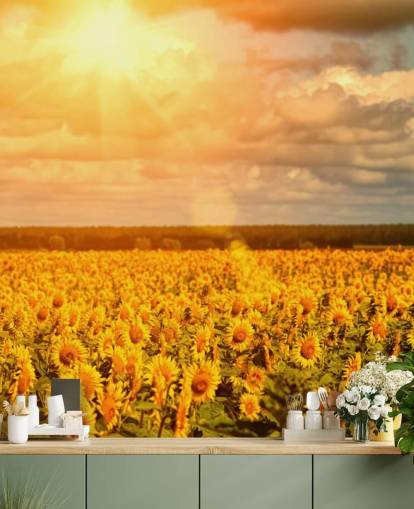 Mural Girasoles en un campo al amanecer Mural Girasoles en un campo al amanecer