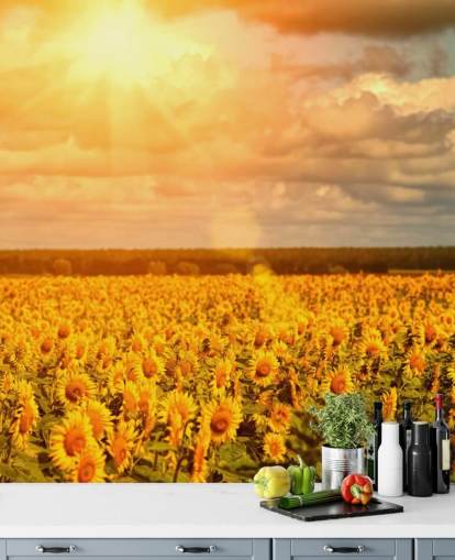 Mural Girasoles en un campo al amanecer