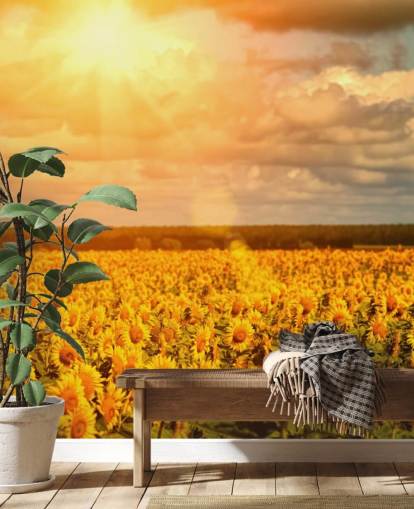 Sunflowers in a Field at Sunrise Mural Sunflowers in a Field at Sunrise Mural