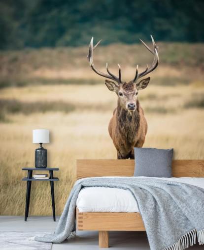 Lonely Red Stag Baggrund Lonely Red Stag Baggrund