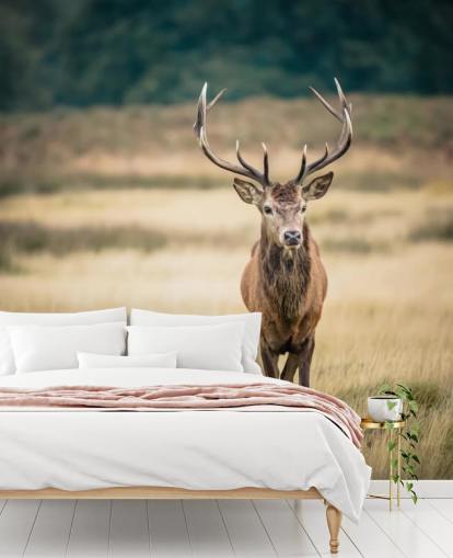 Lonely Red Stag Wallpaper Lonely Red Stag Wallpaper