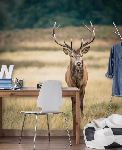 Ensam röd Stag Bakgrund