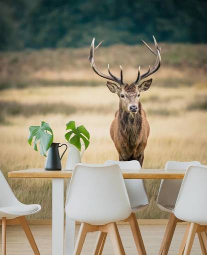 Lonely Red Stag Baggrund